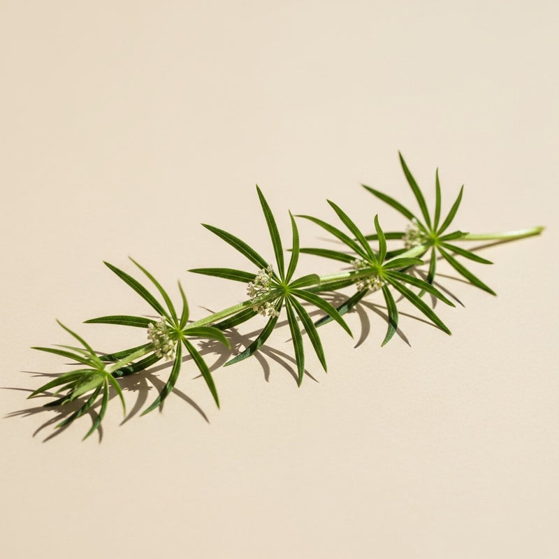Cleavers Aerial Parts