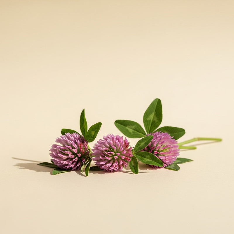 Red Clover Flower